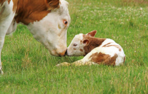 zespół słabego cielęcia