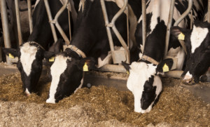 kondycja krów mlecznych