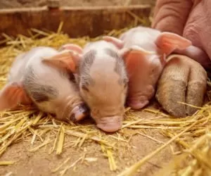 Sezonowa niepłodność świń – jak ją niwelować?
