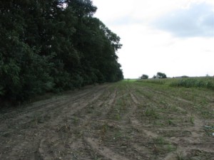 zadrzewienia śródpolne