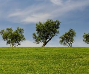 Zadrzewienia śródpolne: jaką pełnią rolę?