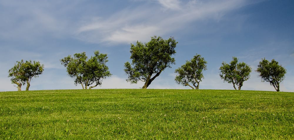 Zadrzewienia śródpolne: jaką pełnią rolę?