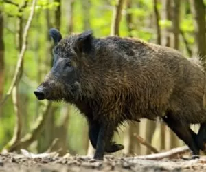 Dziki w&nbsp;polu: jak sobie z&nbsp;nimi radzić?