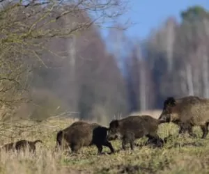 Dziki problem: czy ostki pomogą go rozwiązać?