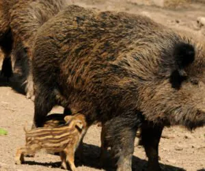 Czy płot na Bugu uchroni Lubelszczyznę przed ASF?