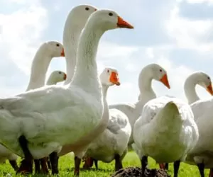 PROW 2014–2020 nie wspiera hodowców drobiu