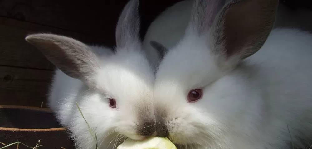 Hodowla królików bez tajemnic
