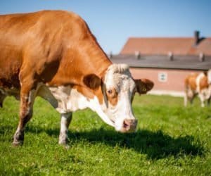 Żywienie bydła: a&nbsp;może mikrogranulaty?