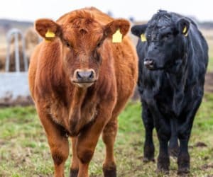 MIR: musimy sobie pomagać! Bo jak nie my, to kto?