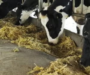 Organiczne formy składników mineralnych w&nbsp;żywieniu?