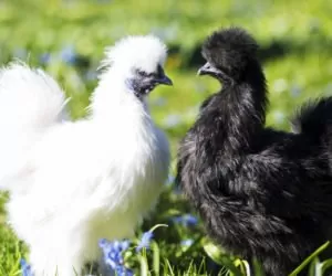 Zbliża się Wystawa Kur Ozdobnych