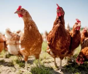 Fitaza jako czynnik zwiększający biodostępność fosforu