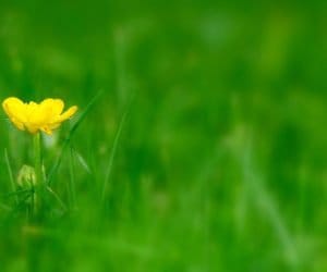 Gdzie zgłosić uprawy do Integrowanej Produkcji Roślin?