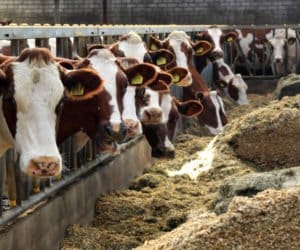 Krowy mamki – jak je żywić w&nbsp;zimie?