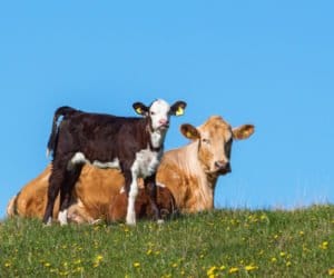 Zadbaj o&nbsp;poprawny odchów cieląt: rasy mleczne i&nbsp;mięsne