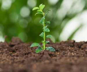 Integrowana ochrona a&nbsp;Integrowana produkcja roślin