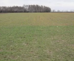 Wielkopolska: jaki jest stan ozimin?