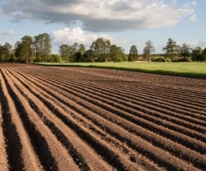 LIR: lepsza ziemia w&nbsp;dzierżawę niż na sprzedaż!