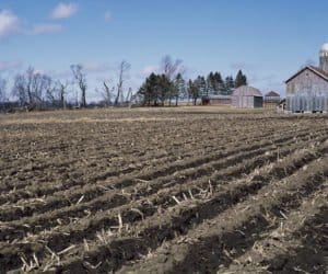 Łoże siewne: czym jest i jak je przygotować?