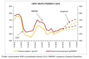 pszenica cena skupu