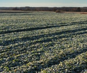 Rolnicy z&nbsp;kujawsko-pomorskiego chcą odszkodowań