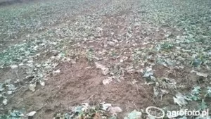 wymarzły oziminy