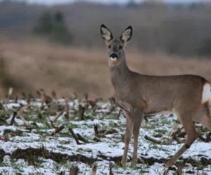 Sejm RP: jakie będzie Prawo Łowieckie?