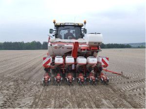 sorgo