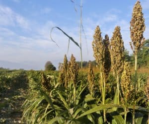 sorgo cukrowe podsumowanie