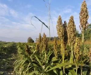 Sorgo: czy jest szansa na wprowadzenie uprawy w&nbsp;Polsce?