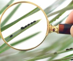 Działania UE: wspólnie przeciw szkodnikom