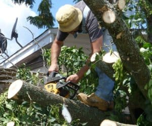 Łatwiej wyciąć niechciane drzewa
