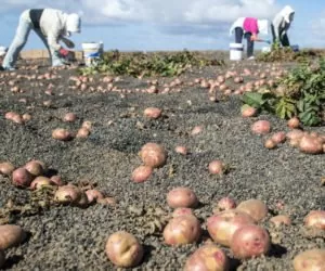 Integrowana Produkcja może ułatwić eksport ziemniaków?