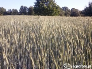 żyto hybrydy