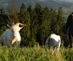 Agroturystyka prowadzona kobiecą ręką