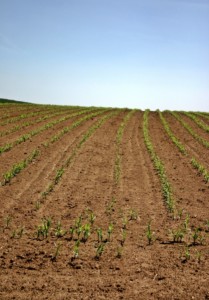 dzierżawy ziemi anr