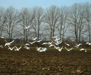 Po co nam rolnictwo zrównoważone?