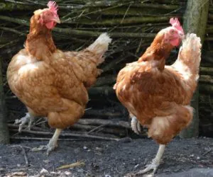 Rolniku, zarób na adopcji kury