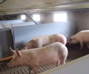 Chlewnia dla loch: miejsce, w&nbsp;którym nabierają sił