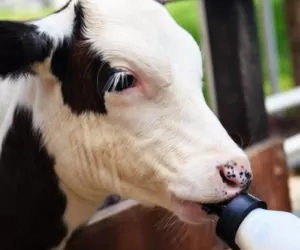 Ocena prawidłowego odpojenia cieląt siarą