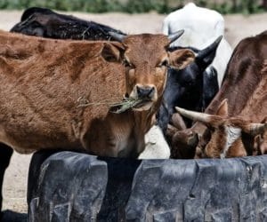BSE: Polska jest bezpieczna