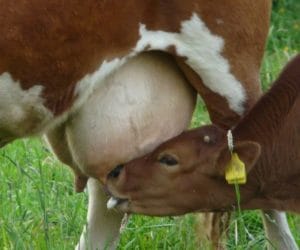 Ilu rolników straciło na mleku?