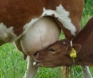 Ilu rolników straciło na mleku?