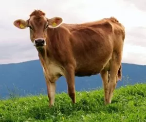 Kiedy poprawa na rynku mleka?