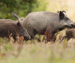 ASF to nie problem regionalny