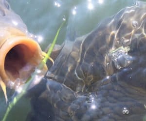 Wiosna: sezon dla producentów karpi?