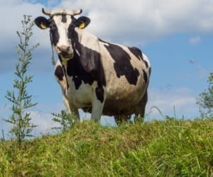 Seminarium o&nbsp;ekologicznej produkcji mleka