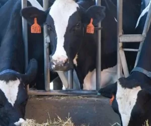 Będzie pomoc dla tych, którzy przekroczyli kwotę mleczną?