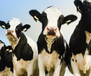 Polski drób i&nbsp;wołowina trafią na egipski rynek