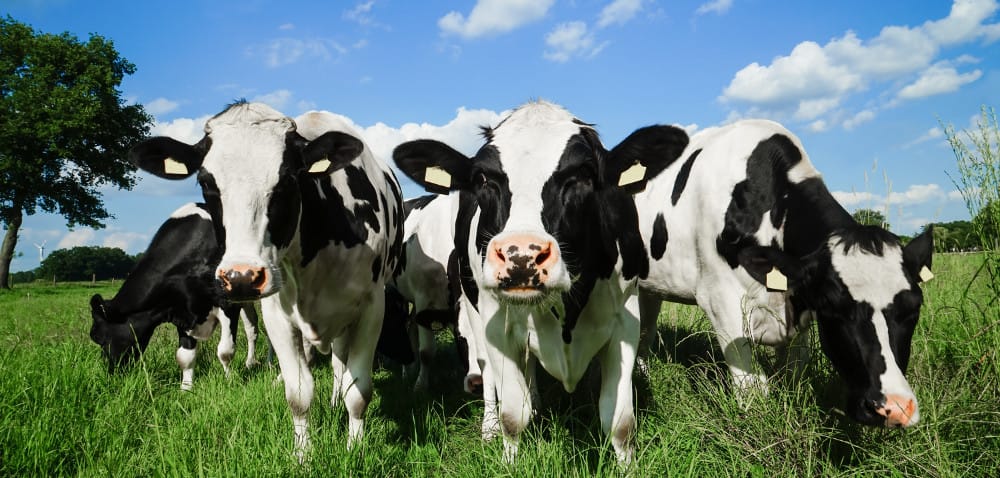 WIR: dalsze spadki cen skupy mleka